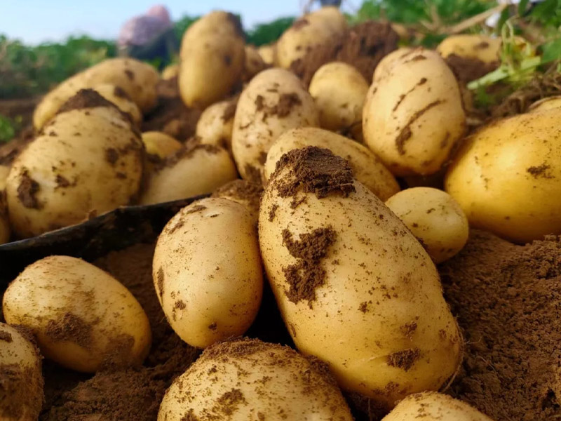 如何選購好的水溶肥